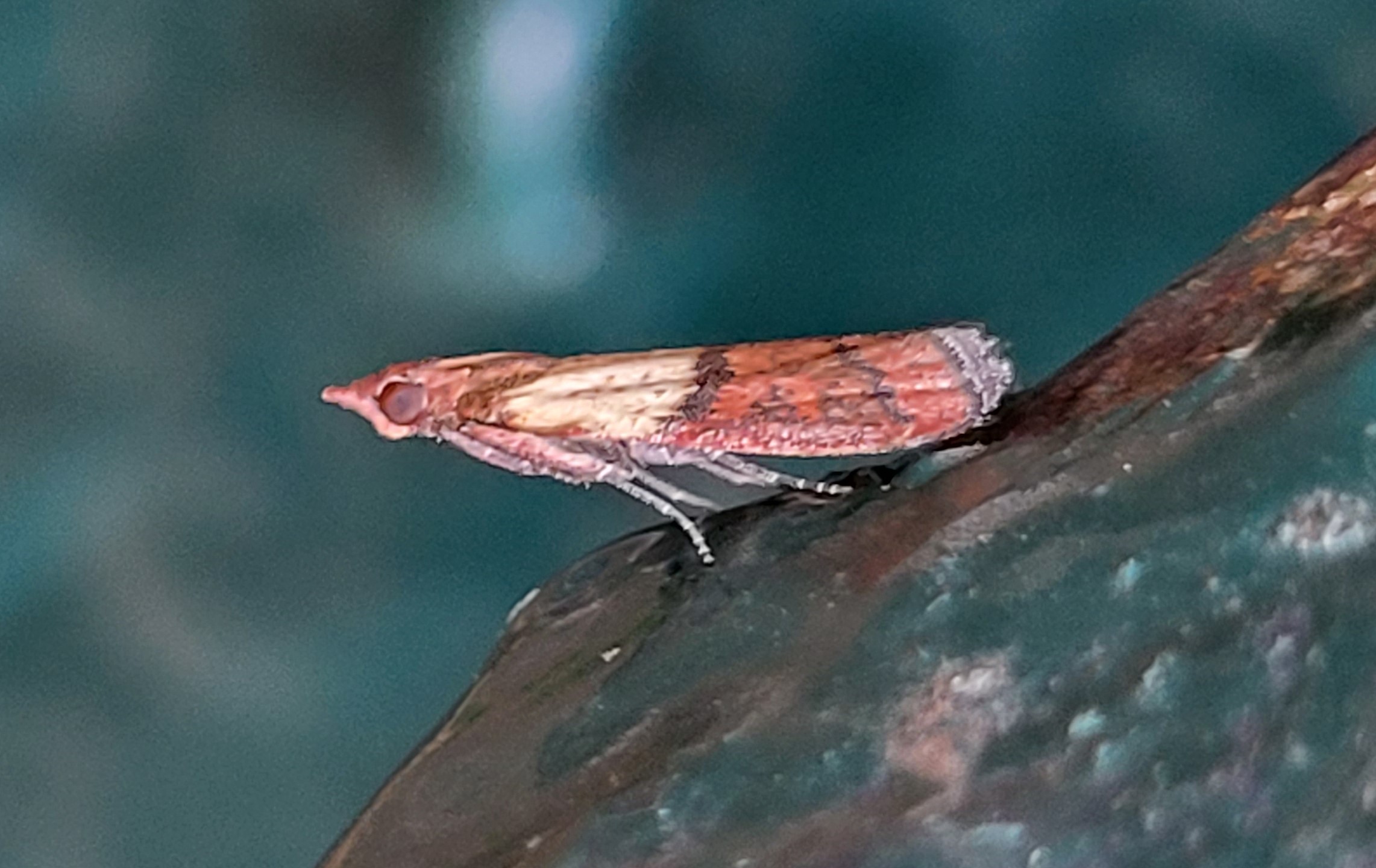 Photo of Indian Meal Moth (Plodia interpunctella)
